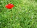 Papaver rhoeas